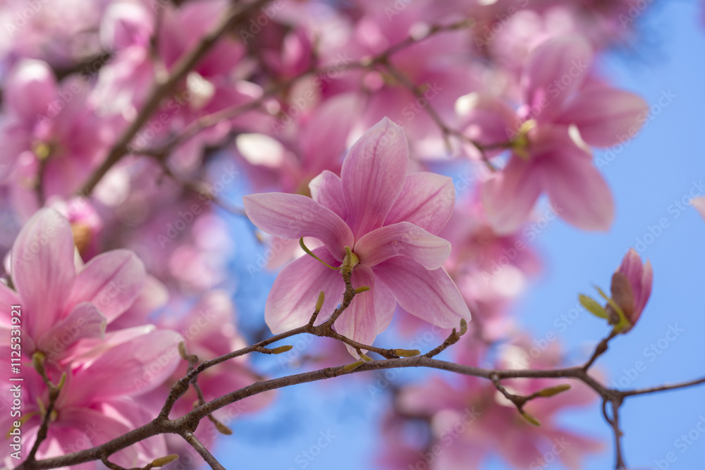 Spring bloom magnolia tree flowers. Blossom magnolia flower. Spring background. Blossom texture. Spring banner. Spring bloom magnolia tree flowers. Blossom magnolia flower. Spring background. Blossom texture. Spring banner.