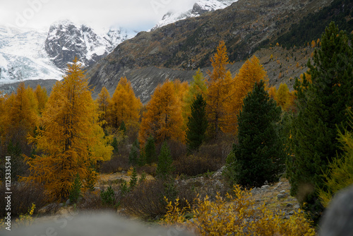 Golden larch trees in autumn, set in the Swiss Engadin region near Morteratsch Valley, with the Bernina Group mountains in the background.