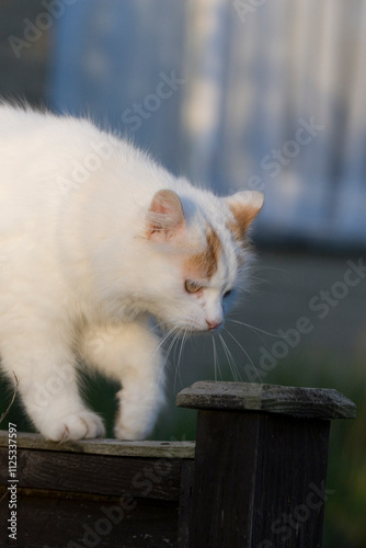 Canvas Print Cute fluffy white cat in a garden in sunlight, England, United Kingdom