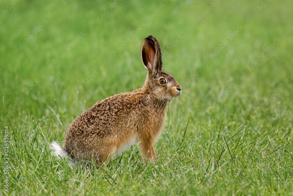 Fototapeta premium Hare on meadow. Young European brown hare, Lepus europaeus, sitting and grazing grass on meadow. Beautiful brown animal with long ears. Wild hare in spring nature. Fast running mammal. Wildlife.