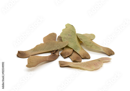 A bunch of fallen maple keys in a pile, isolated on a white background.