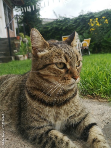 cat in the garden