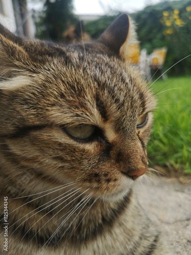 portrait of a cat