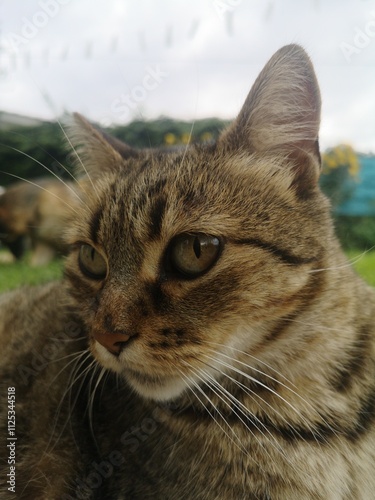 portrait of a cat