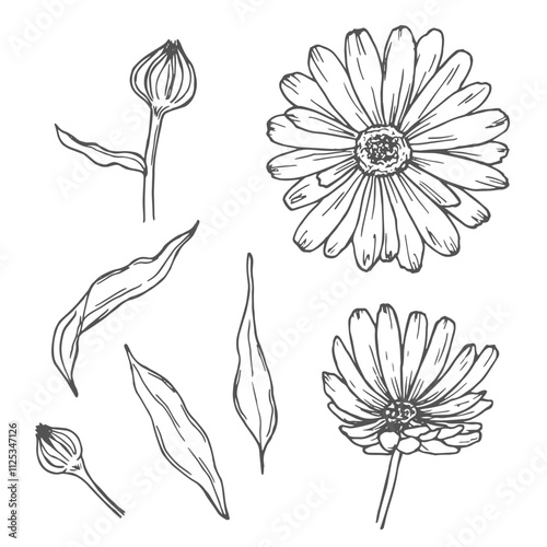 Calendula flowers set, line art drawing. Marigold flowers, outline floral design elements isolated on white background, vector illustration. Hand drawn flowers, buds and leaves