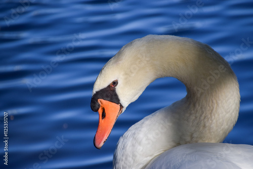 Portrait of a mute swan with a blue lake background