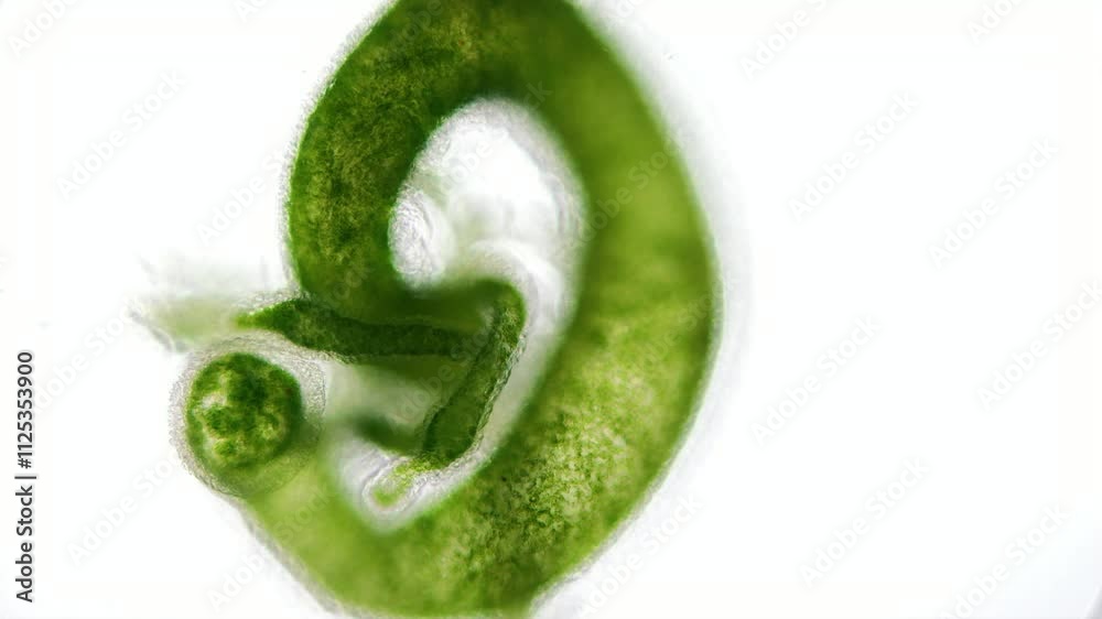 Ein Süßwasserpolyp, die grüne Hydra vor weißem Hintergrund, Hyda viridissima
