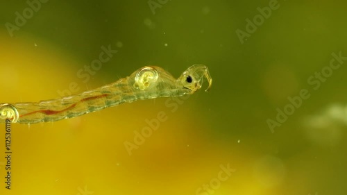 Phantom Midge larva (Chaoborus sp.) underwater in a pond, drifting down slowly, extreme macro close-up. photo