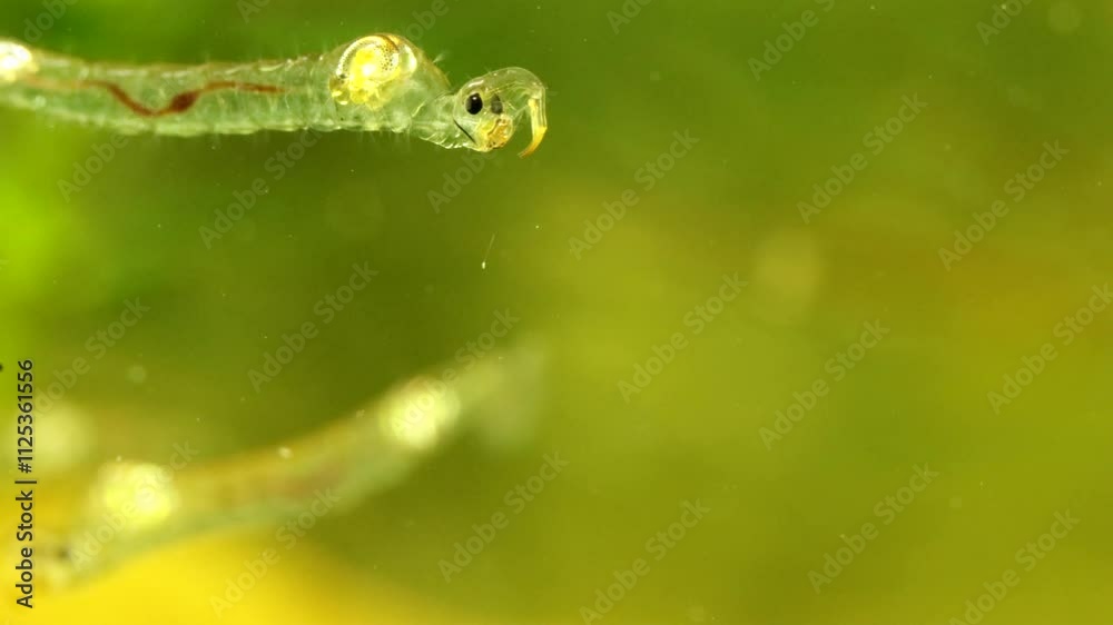 Phantom Midge larva (Chaoborus sp.) underwater in a pond, drifting down slowly and grooming itself, macro close-up.