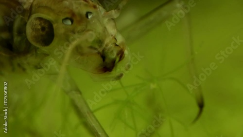 Mayfly nymph (Callibaetis sp.) underwater in a pond, feeding on filamentous algae and showing mouthparts in action, ultra-macro close-up. photo