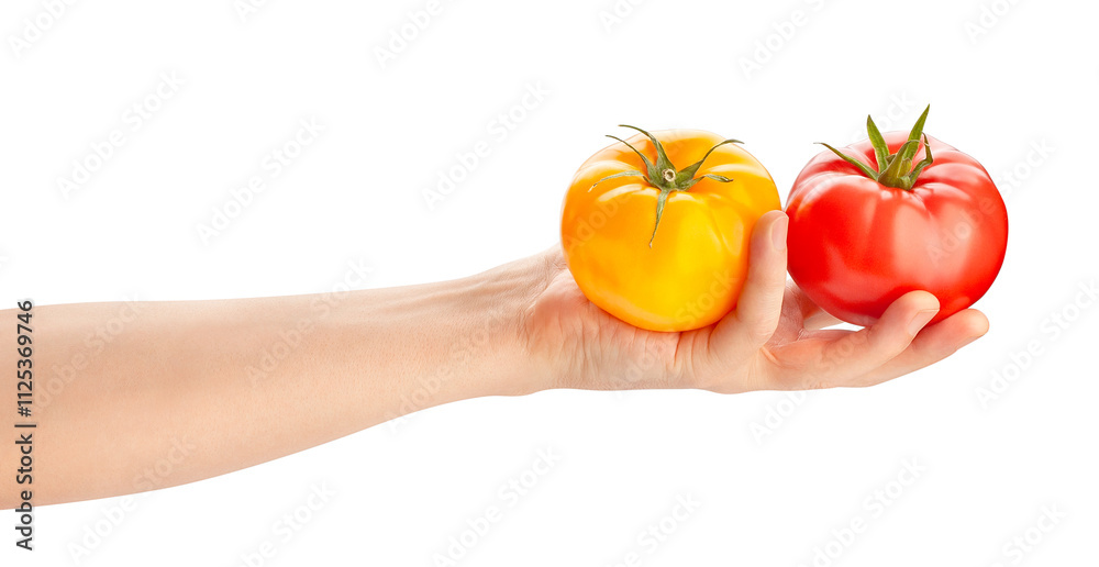 pink yellow tomato mix in hand path isolated on white pink yellow tomato mix in hand path isolated on white