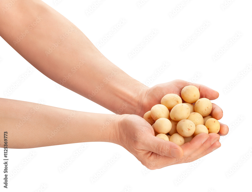 young potato in hand path isolated on white young potato in hand path isolated on white