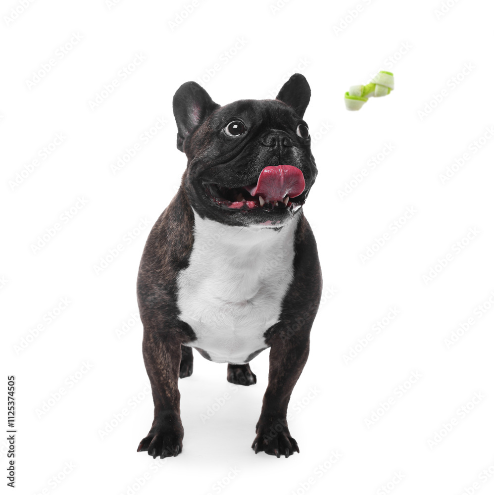 Cute dog and flying chew bone on white background. Pet care