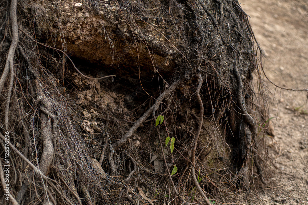 árbol, naturaleza, madera, raíz, bosque, sucursal, fábrica, árbol, raíz, nido, viejo, con textura árbol, naturaleza, madera, raíz, bosque, sucursal, fábrica, árbol, raíz, nido, viejo, con textura