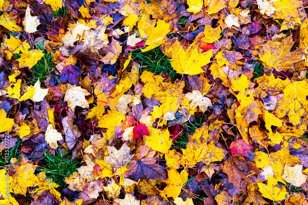A detailed view of fallen autumn leaves on the ground, displaying a vibrant mix of red, orange, yellow, and brown hues, capturing the essence of the fall season