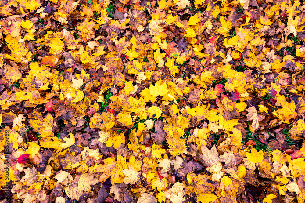 A detailed view of fallen autumn leaves on the ground, displaying a vibrant mix of red, orange, yellow, and brown hues, capturing the essence of the fall season