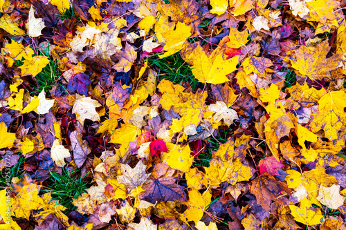 Obraz na płótnie A detailed view of fallen autumn leaves on the ground, displaying a vibrant mix of red, orange, yellow, and brown hues, capturing the essence of the fall season w salonie