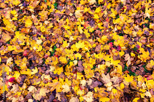 Obraz na płótnie A detailed view of fallen autumn leaves on the ground, displaying a vibrant mix of red, orange, yellow, and brown hues, capturing the essence of the fall season w salonie