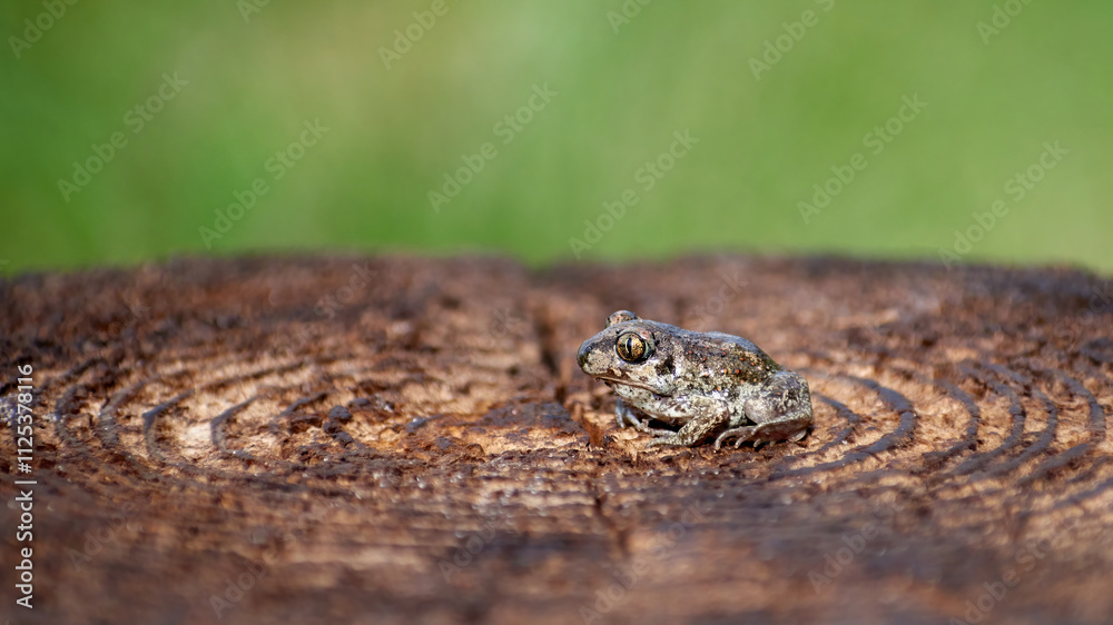 Small toad, common spadefoot, sitting sideways on a tree stump in spring close up on a natural blurred nature background Small toad, common spadefoot, sitting sideways on a tree stump in spring close up on a natural blurred nature background