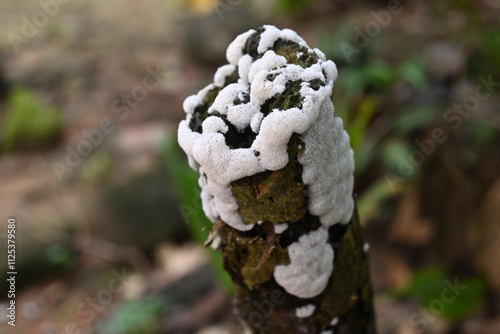 View of the white Coral slime mold mushrooms growing on the surface of an elevated stem