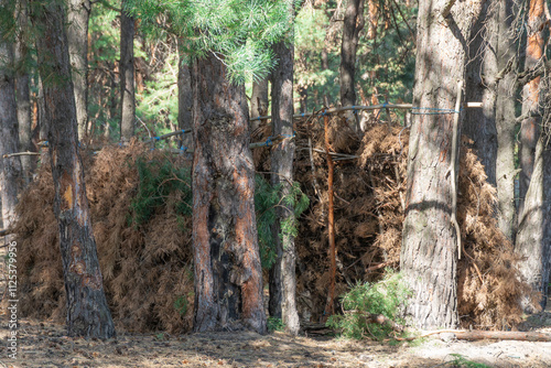 Bough shelter from dry spruce branches in forest. Lean-to hovel of pine bough hut. Empty woodland hut made of conifer tree twigs and poles and sticks covered with branches. Lost and survival concept.