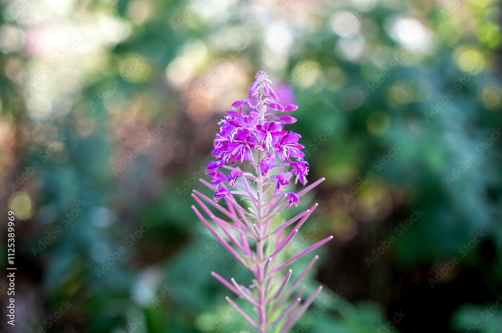 Obraz premium A pink blossom with bokeh