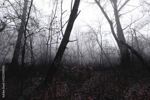 Surreal foggy morning in the woods , Atmospheric Black Metal forest, dark spooky nature, gloomy colours