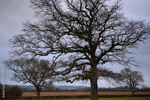 beautiful winter tree silhouette photo