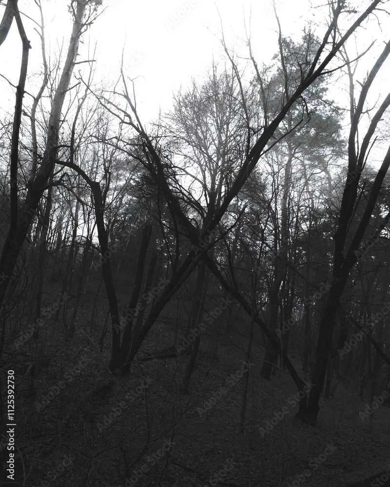 Obraz premium Horror atmosphere in the woodland, atmospheric horror woods, gloomy mood, horror movie, creepy forest landscape, broken trees