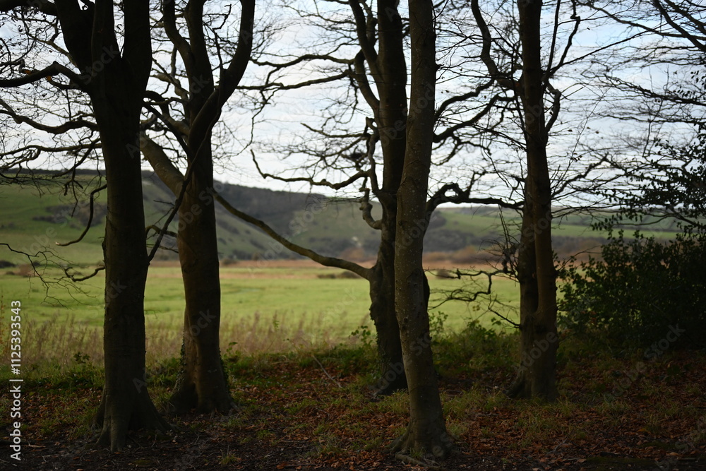looking through trees in Friston forest to the south downs looking through trees in Friston forest to the south downs