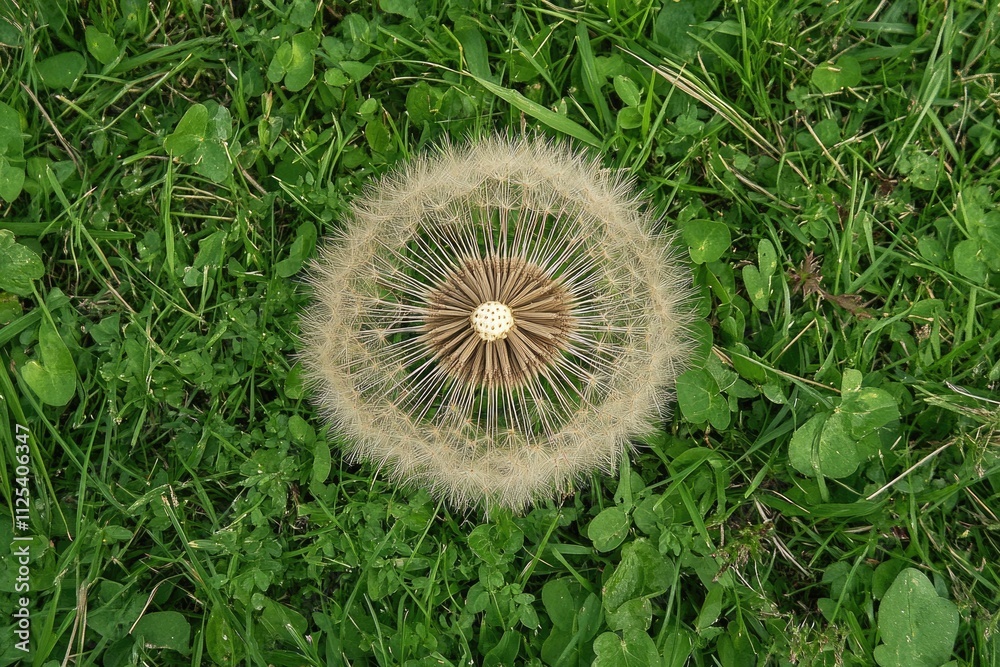 Vibrant Meadow: Lawn Weeds Blending with Flourishing Green Grass in Spring. Vibrant Meadow: Lawn Weeds Blending with Flourishing Green Grass in Spring.