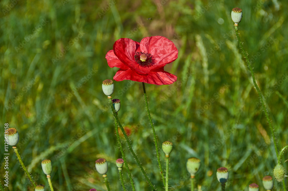 Fototapeta premium blooming flowers on the ground