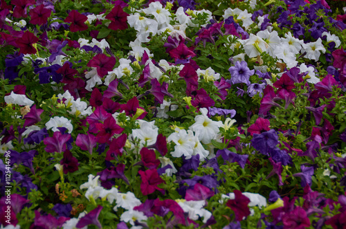 blooming flowers on the ground