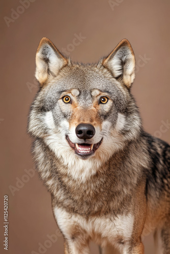 Angry and surprised wolf isolated on a brown background, with its ears perked up and mouth open in surprise.