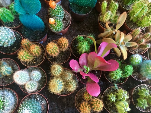 High angle view of colorful cacti, succulents and other plants
