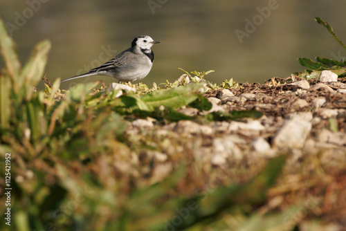 Lavandera blanca Motacilla alba con espacio negativo en el embalse de Beniarres, España photo