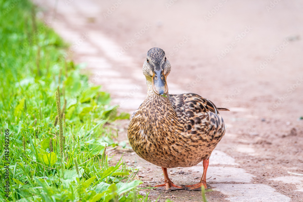 A duck female stands on its paws on the green shore of a pond. A duck female stands on its paws on the green shore of a pond.