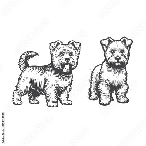 Norfolk Terrier standing silhouette vector, High-Quality Vector Silhouettes of Norfolk Terrier - Standing Pose, Side Profile, Front Profile on White Background