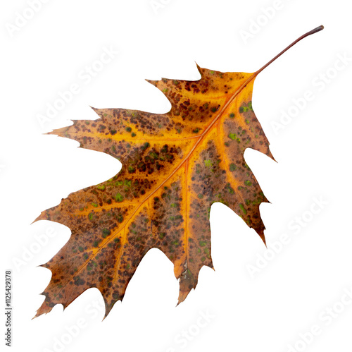 Yellow autumn leaf oak isolated on transparent background.