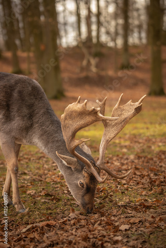 Fototapeta Naklejka Na Ścianę i Meble -  Common Fallow Deer in Autumn Forest Park in Czech Republic. Horned Animal in European Nature. Vertical Portrait of Furry Buck in Blatna.