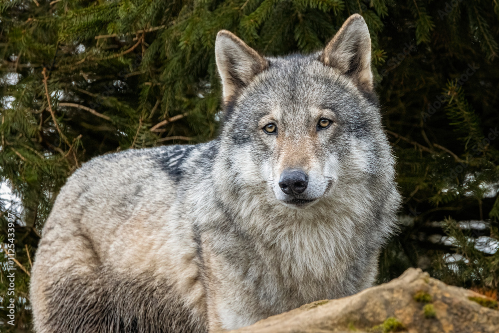 Grey wolf close up portrait Grey wolf close up portrait