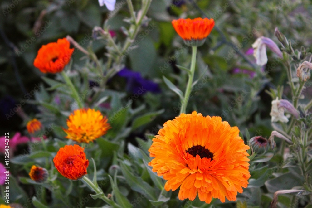 Caléndula (officinalis) naranja en jardín en la Ruta del Maíz en Tijuana Baja California, México Caléndula (officinalis) naranja en jardín en la Ruta del Maíz en Tijuana Baja California, México