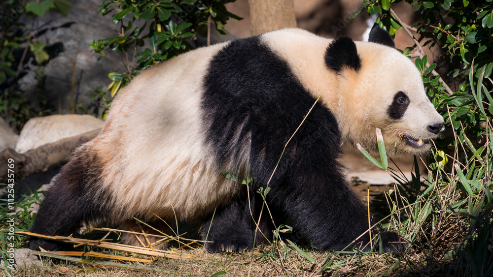 Fototapeta premium Cute Panda