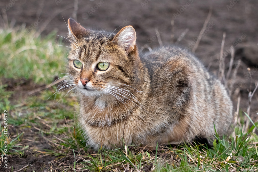 brown tabby cat with green eyes sitting in the garden on the grass brown tabby cat with green eyes sitting in the garden on the grass