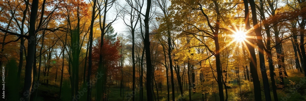 Sunlit deciduous trees in the forest, scenery Sunlit deciduous trees in the forest, scenery