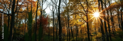 Sunlit deciduous trees in the forest, scenery