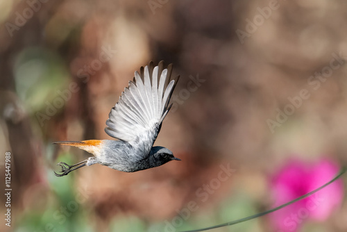 Un codirosso spazzacamino (Phoenicurus ochruros) ripreso in volo di lato, con le ali alzate. photo