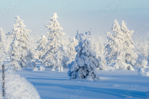 Trees in crown-snow load on a cold and misty morning in Riisitunturi National Park, Northern Finland	 photo