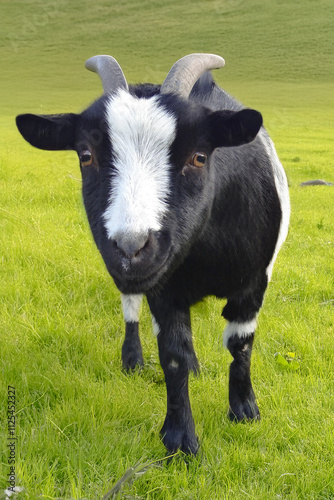 Curious Goat Grazing in a Vibrant Green Pasture