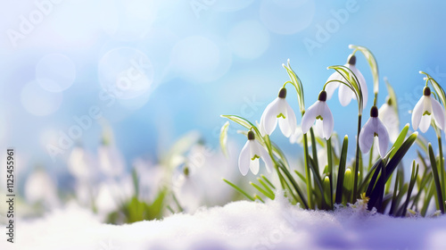 Snowdrop flowers in the snow. Selective focus, blur, sunlight. Copy space. photo